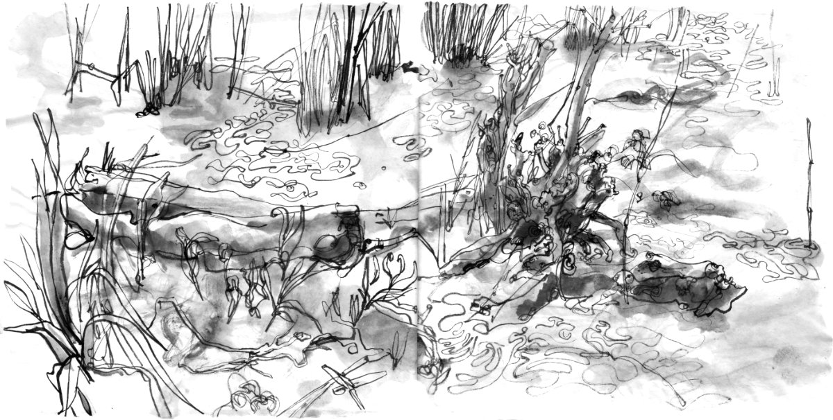 Ink drawing aof a river bank, close up- some driftwood, grass and reed, lying in flat water