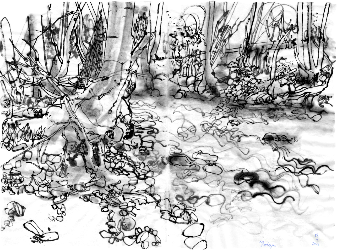 ink drawing of a little river, flowing lively beneath som beach trees.