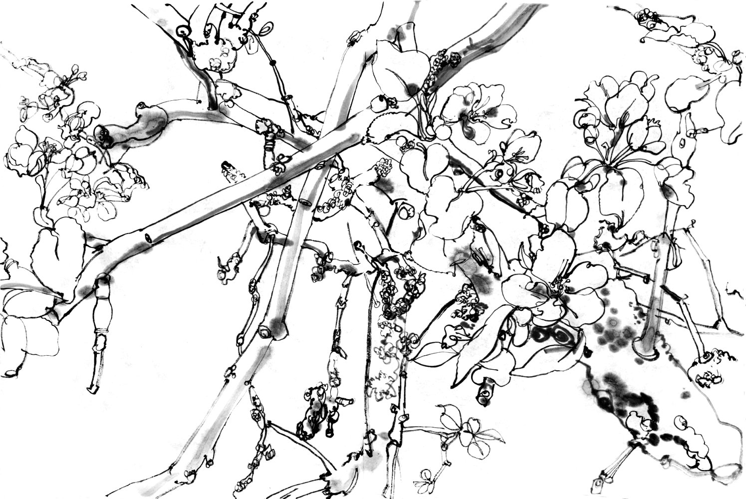 Ink drawing of twigs of an apple tree, some with leafs, blossoms and buds.
