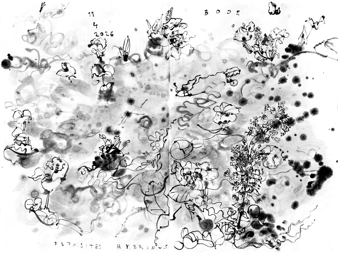 Tuschezeichnung von Pestwurz in einem Flussbett - rechts vorne drei Blütendolden, sonst verstreute aus dem Wasser ragende Blätter und verinzelt Blütendolden. Zum Teil hat sich Laub, meistens Eiche, an den Stengeln gefangen und wird von der Flussströmung dagegen gedrückt.